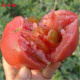 花中酷 老一辈子吃的老品种西红柿种子 大番茄籽 儿时的味道 种四季播种.西红柿种子 大番茄种子 500粒装