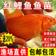 彌翠園紅鯉魚活體魚苗淡水養(yǎng)殖食用冷水觀賞魚錦鯉興國紅鯉魚魚批發(fā) 50條8-10厘米紅鯉魚苗加10%防損