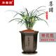 華香園春蘭老八種之一【集圓】蘭花苗濃幽香型辦公室內盆栽綠植 集圓 1棵6苗 帶花苞 裸根發(fā)貨