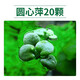 瘋狂水草（FKSC）浮萍活體水草一葉蓮水芙蓉植物養龜魚(yú)池造景直接入缸水上煙花 圓心萍20朵