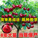 婭皙嫁接車(chē)厘子樹(shù)苗特大櫻桃樹(shù)苖南方北方四季種植地栽別墅庭院果樹(shù)苗 6年苗【2棵裝可搭配】品種留言