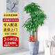 綠韻花田【兩小時(shí)達(dá)】發(fā)財(cái)樹虎尾蘭大綠蘿大型綠植盆栽公司門口開業(yè)喬遷 步步高發(fā)財(cái)樹