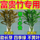 富貴竹營(yíng)養液水養水培綠植營(yíng)養液黃葉干尖免稀釋殺菌營(yíng)養肥 單瓶裝【推薦組合裝】