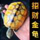正宗金龜招財(cái)金錢大龜觀賞黃金龜寵物小烏龜活物大烏龜深水吃菜龜 12—15厘米  （好看 容易養(yǎng)） 情侶一對(duì)