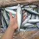 森圖鮮新鮮冷凍鮐鲅魚馬鮫魚青條魚青占魚鮐魚深海魚海鮮水產(chǎn)批發(fā) 帶箱6斤超值裝