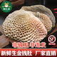 柳紅鮮金錢(qián)肚 新鮮純干金錢(qián)肚鮮蜂窩肚黃牛肚原肚整個(gè)牛小肚黃金肚含9成 【1斤】新鮮金錢(qián)肚