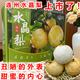 正宗連州市翠冠梨新鮮水晶梨當(dāng)季應(yīng)季皮薄清甜多汁大果禮盒裝梨子 5斤禮盒嘗鮮裝水晶梨