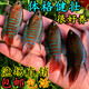 仟蕓  淡水觀(guān)賞魚(yú)中國斗魚(yú)活體活魚(yú)冷水普叉不打氧菩薩花手巾熱帶魚(yú)巨普 6條藍叉3-5厘米+6條巨普
