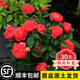 坤卉【養死補發(fā)】陽(yáng)臺盆栽月季花四季開(kāi)花玫瑰花樹(shù)苗耐寒耐旱灌木月季 紅色果汁陽(yáng)臺（原盆原土發(fā)貨）