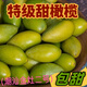 潮汕金灶特產(chǎn)青橄欖果現摘新鮮甜種橄欖柑欖生吃青果無(wú)渣嫩果包甜 1斤【一級靚果中大個(gè)】