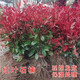 懶人熊紅葉石楠苗火焰紅小苗籬笆樹(shù)苗圍墻綠化工程色塊苗庭院四季植物 精品大杯苗