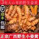 佳果屋順豐廣西野生小姜黃新鮮姜黃咖喱原料黃姜產(chǎn)后調節月子姜 500g 【嘗鮮】