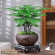 花行榜盆栽植物室內花卉盆景綠植 精品小文竹+舍得+底座+苔蘚源頭直發(fā)