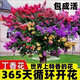 四季開(kāi)花濃香型丁香花樹(shù)苗庭院南北方種植盆栽室內外耐寒花卉植物 多彩大苗【當年開(kāi)爆滿(mǎn)】買(mǎi)一送一