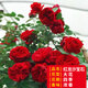 花翁藤本月季盆栽爬藤植物庭院花卉綠植源頭直發(fā) 紅龍50-70cm高
