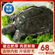 簡鮮【活鮮】鮮活大甲魚王八中華鱉水團魚 宰殺海鮮水產年貨送禮盒裝 1.9-2.0斤/只（宰殺凈膛款）