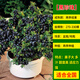 綠達藍莓樹(shù)果苗帶花苞藍莓苗南北方種植兔眼特大陽(yáng)臺盆栽樹(shù)苗當年結果黑珍珠藍莓苗5年苗
