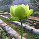 青上青荷花種苗 荷花盆栽 蓮藕種苗 碗蓮藕苗 蓮花種苗 觀(guān)賞荷花種藕苗 出水綠波寶蓮燈 4棵帶芽