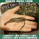 捕漁笙微山湖淡水野生河蝦（速凍）新鮮活體冷凍小明蝦青蝦醉蝦大號草蝦 6-9cm大號河蝦 1000克