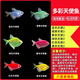 智伴熊 ZIBARBEAR天使魚(yú)小金魚(yú)活魚(yú)七彩魚(yú)燈科魚(yú)孔雀魚(yú)斑馬老虎魚(yú)小型熱帶觀(guān)賞魚(yú)活 特大號4-5cm天使魚(yú)套餐12條