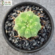 仙人球實(shí)生多肉植物仙人球仙人掌會(huì )開(kāi)花一物一拍小盆栽套餐 奇仙玉3-4cm 裸根不帶土