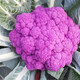 壽禾 羅馬花椰菜種子花菜寶塔菜菜籽家庭秋冬季播種蔬菜子種植菜花 (紫色)神良紫花1號(hào)種子30粒/耐寒