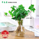 花友水培植物綠植盆栽花卉水養(yǎng)植物土養(yǎng)植物室內(nèi)辦公桌面微景觀 常春藤+玻璃瓶+麻繩