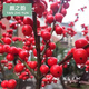 伊美花海冬紅果紅果冬青樹(shù)苗紅果冬青盆景北美冬青易活冬紅果相思豆 7-8年苗雄株1株一顆2年雄株 不含盆