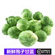 桃李村 新鮮孢子甘藍(lán) 小甘蘭 抱子甘藍(lán) 小包菜球芽甘藍(lán) 500g