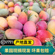 正鮮森順豐云南元江小金鳳凰芒果  小貴妃芒 又香又甜大金鳳凰 大貴妃芒 精選小果5斤裝【70-120g】