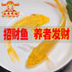 黃金蝴蝶鯉招財風(fēng)水龍蝶鯉冷水龍鳳錦鯉觀賞魚中小型金魚苗活體 長尾黃金錦鯉13-15厘米 三條