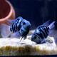 卡奇魚觀賞魚 熱帶魚 迷你鸚鵡 寶藍鸚鵡好養(yǎng)易活可繁殖 寶藍鳳球阿凡達 寶藍5-7cm壓成種魚一對