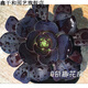 多肉植物精品組合多肉花盆迷你盆栽辦公室多肉 黑色 圓葉法師小單頭