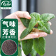 壽禾薄荷種子苗可食用盆栽香草花草種籽 檸檬薄荷種子2千粒*4袋