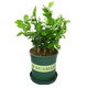 意軒花卉盆栽白茉莉白色茉莉花苗重瓣茉莉白茉莉盆栽茉莉 白茉莉3年苗【帶花苞】
