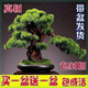 【買(mǎi)一發(fā)二】迎客松盆景花卉室內外四季常青耐寒松樹(shù)盆地栽綠植物 13年苗二棵裝【送盆+肥】 30cm(含)-40cm(不含)