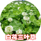 碩雅園藝護坡草籽紫穗槐灌木花卉草坪種高速路綠化固土多年生小灌木種子 白花三葉草種子1斤
