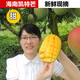 海南凱特芒新鮮芒果時(shí)令應(yīng)季當(dāng)季整箱熱帶三亞水果特大10斤