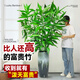 臨雅大型富貴竹水培植物客廳水養(yǎng)大號(hào)盆栽節(jié)節(jié)高粗桿室內(nèi)好養(yǎng)活綠植物 富貴竹1m【6支帶根】