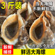 海螺鮮活超大新鮮青島特產(chǎn)海捕海鮮水產(chǎn)貝類(lèi)螺鮮小海螺特大大海螺 大海螺3斤【2～3只每斤】 1500g