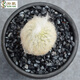 仙人球實(shí)生多肉植物仙人球仙人掌會(huì )開(kāi)花一物一拍小盆栽套餐 老樂(lè )高度4-6cm 裸根不帶土