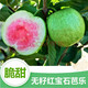 紅心番石榴樹(shù)苗紅肉西瓜芭樂(lè )苗 無(wú)籽紅寶石番石榴苗 四季果 芭樂(lè )苗家庭盆栽果樹(shù)苗帶葉發(fā)貨 2年《紅心》番石榴好成活
