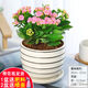 長(zhǎng)壽花盆栽重瓣花苗大花室內(nèi)綠植好養(yǎng)帶花苞觀花植物 長(zhǎng)壽花粉色(條紋陶瓷盆大號(hào)) 含盆