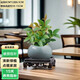 泰西絲 輪葉豆瓣綠 桌面盆栽花卉四季常青好養(yǎng)西瓜皮豆瓣綠 輪葉豆瓣綠+藍(lán)色冰裂瓷盆+方底托