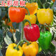 五彩甜椒種子燈籠彩椒菜季辣椒庭院陽(yáng)臺播種盆栽辣椒蔬菜種子大全 五彩甜椒種子【1包 約50?！? title=