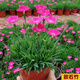 可之源歐石竹花苗石竹花帶花苞四季草坪室外盆栽花卉耐寒植物庭院綠化