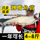 榮郁優(yōu)質(zhì)翹嘴魚(yú)苗路亞魚(yú)白刁魚(yú)苗紅鲌魚(yú)淡水養殖活體大翹殼大品種包活 翹嘴魚(yú)2-3厘米100條多發(fā)20%防損