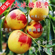 棗樹(shù)苗特大冰糖冬棗苗新款耐寒耐旱盆栽地栽南北方種植當年結果 6年壯苗【2顆】【結果多多豐產(chǎn)】 特大冰糖脆棗【標準874件】