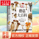 DK蘑菇大百科 視覺工具書 精裝插圖 托馬斯萊瑟斯 系統(tǒng)介紹450多種野生蘑菇 青少年科普百科課外讀物書籍正版書籍