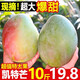 蕊鮮生攀枝花凱特芒果 9斤四川特大青芒果新鮮熱帶水果當季現摘 9斤A級大果【5-7兩】經(jīng)濟實(shí)惠